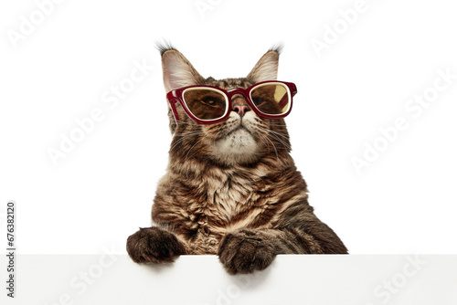 Close up portrait of funny domestic cat, pet, Maine Coon in sunglasses lying on table isolated white studio background.