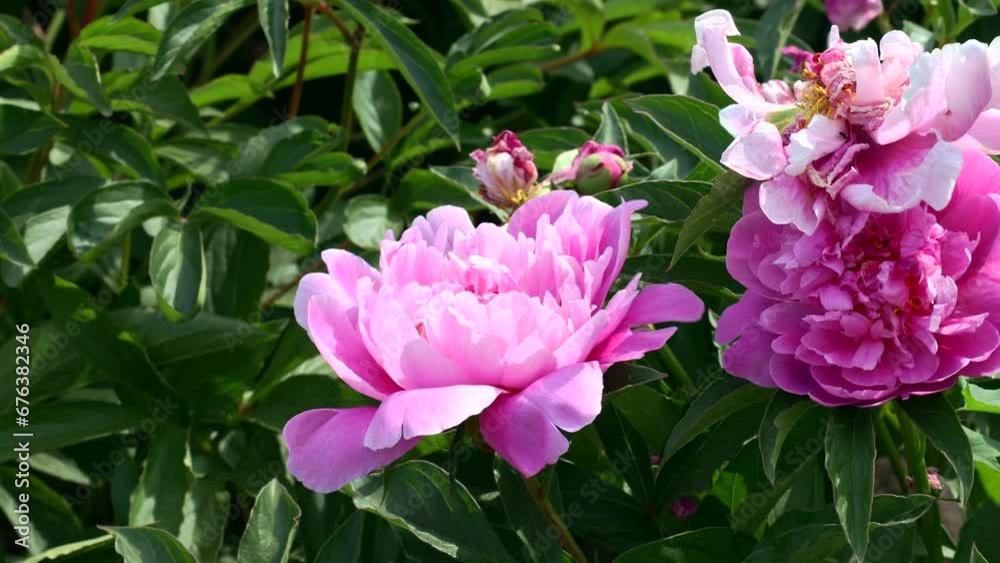Bright pink peony flowers bloom in peonies garden in spring Bright pink peony flowers bloom in peonies garden in spring