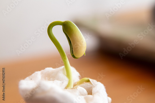 Bilde på lerret school experiment to observe the germinating of lentil and bean seeds