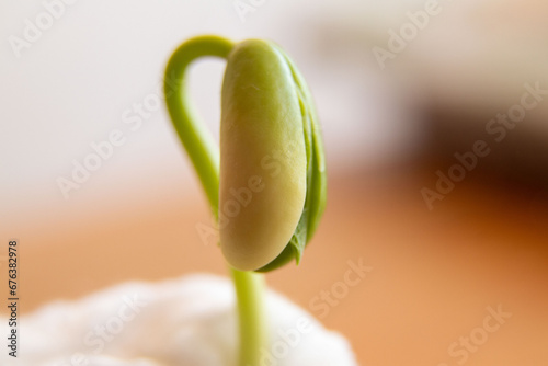 Photography school experiment to observe the germinating of lentil and bean seeds