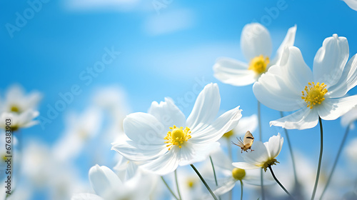 Detail with shallow focus of white anemone flower with yellow stamens and butterfly in nature macro on background of blue sky with beautiful bokeh. Delicate artistic image of beauty of nature