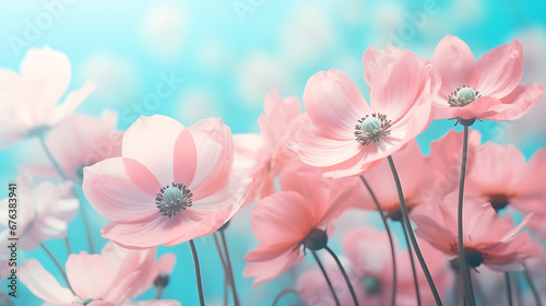 Gently pink flowers of anemones outdoors in summer spring close-up on turquoise background. Delicate dreamy image of beauty of nature © Alin