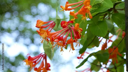 Bright yellow and orange Honeysuckle (Lonicera Heckrottii American Beauty) flowers on a branch in the garden in spring photo