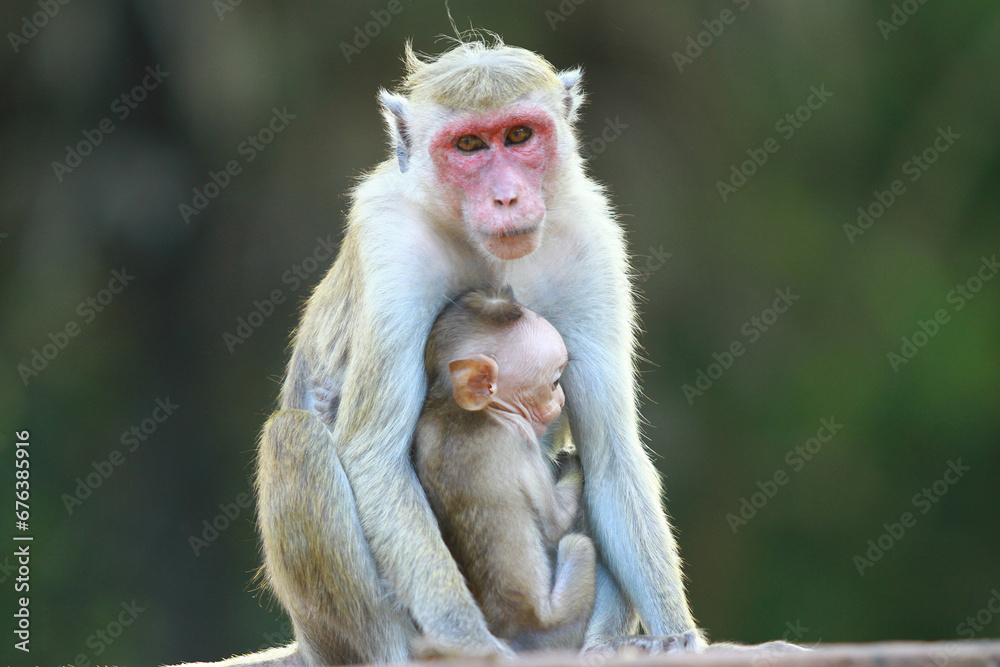 portrait of a macaque portrait of a macaque