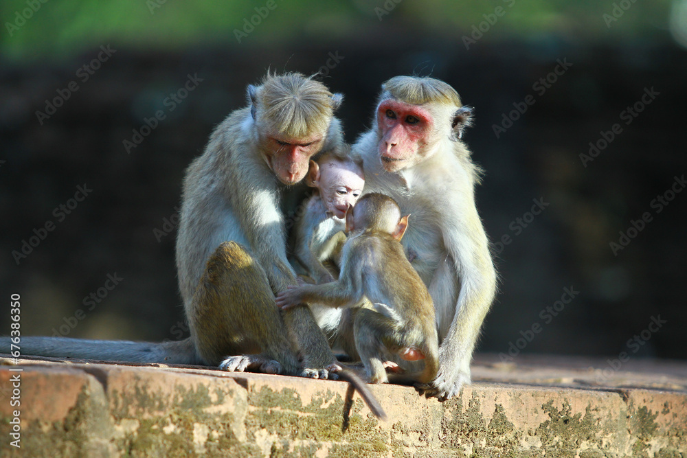 Fototapeta premium mother and baby