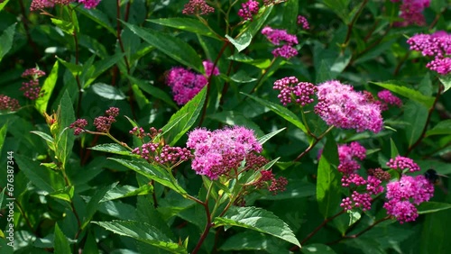 Bright pink little Spiraea flowers with green leaves in the garden in spring photo