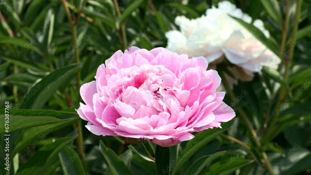 Bright pink peony flowers bloom in peonies garden in spring Bright pink peony flowers bloom in peonies garden in spring