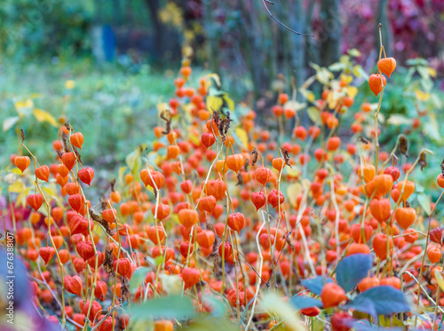 Bright orange fruits of physalis in the park