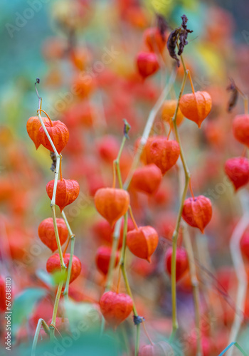 Bright orange fruits of physalis in the park