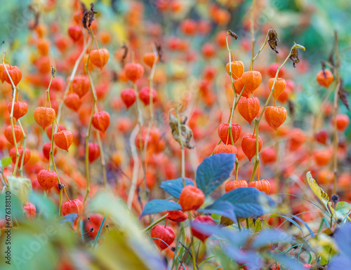 Bright orange fruits of physalis in the park