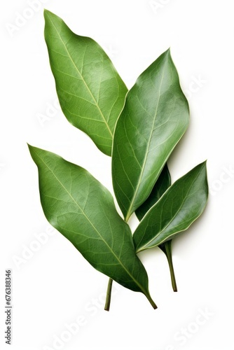 Bay leaves isolated on a white background