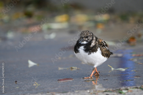 Closeup of a turnstone on the pier photo