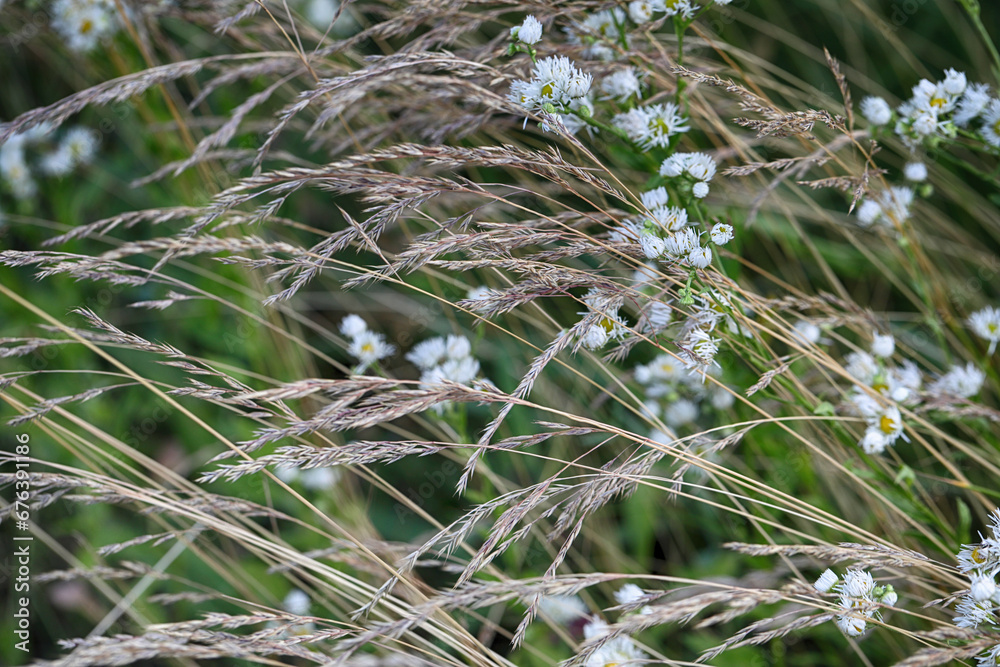 Pattern of wild white flowers on the meadow in summer Pattern of wild white flowers on the meadow in summer