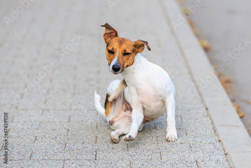 A cute Jack Russell Terrier dog scratches itself with its back paw while walking. Pet portrait with selective focus