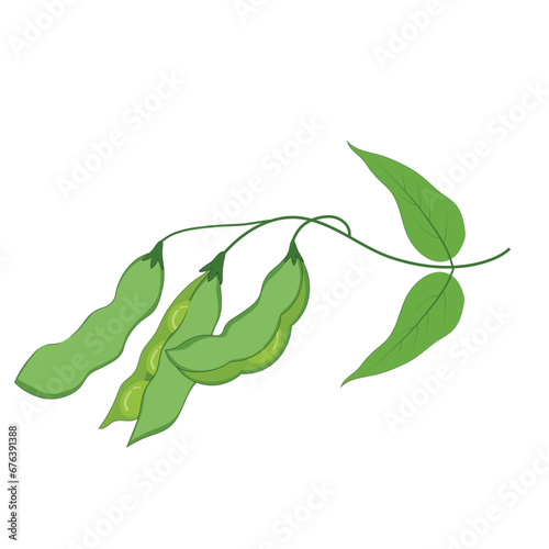 Soybean pods whole and half with soy seeds and leaves isolated on white background.