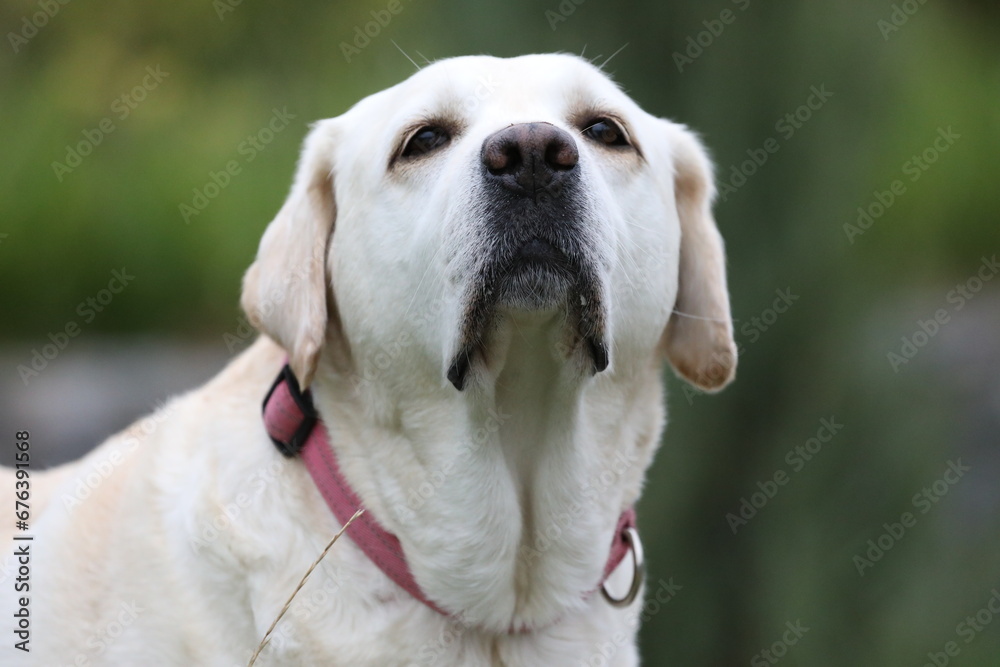 Portraite of cute old labrador retriever dog outdoor. Dog in summer garden with grass