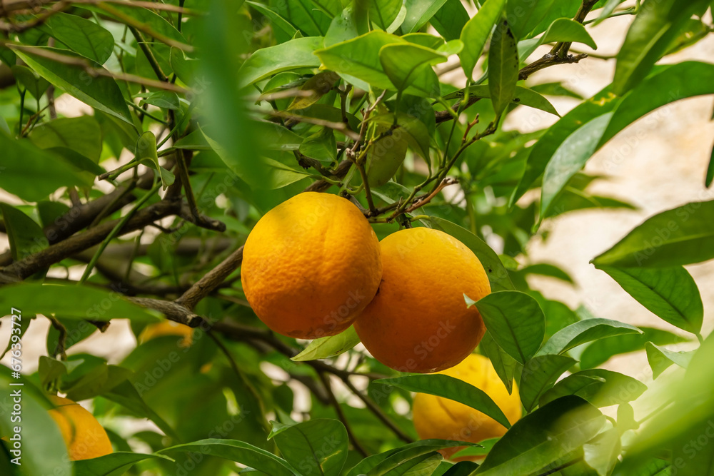 Citrus sinensis   