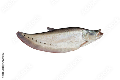 Chitala ornata, Spotted Knife Fish or Spotted Featherback isolated on white background included clipping path.