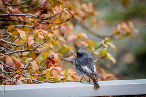 piccoli uccelli su sfondo autunnale, codirosso spazzacamino, codibugnolo photo