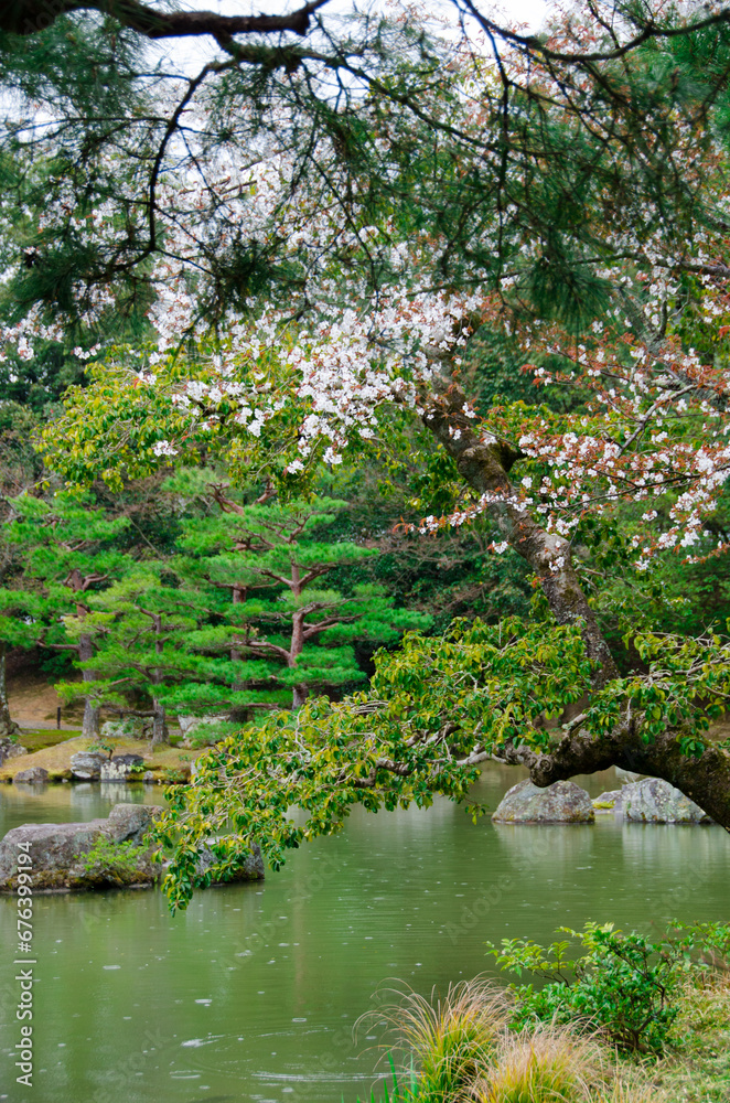 kyoto japan, landmark, beautiful, journey, kyoto, spring, palace, japan, Sakura