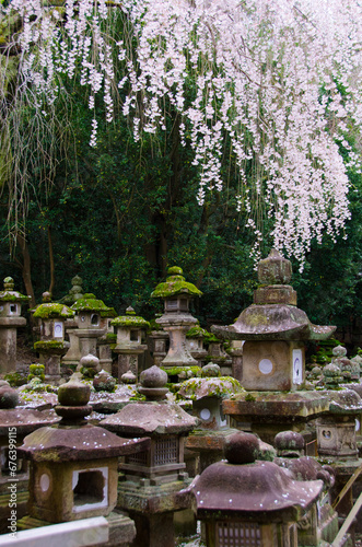 kyoto japan, landmark, beautiful, journey, kyoto, spring, palace, japan, Sakura