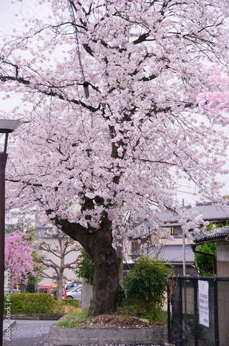 kyoto japan, landmark, beautiful, journey, kyoto, spring, palace, japan, Sakura