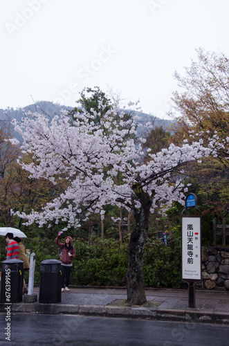 kyoto japan, landmark, beautiful, journey, kyoto, spring, palace, japan, Sakura