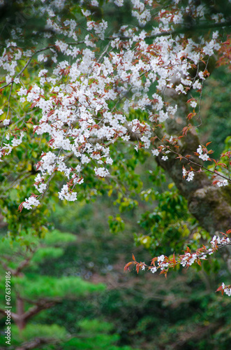 kyoto japan, landmark, beautiful, journey, kyoto, spring, palace, japan, Sakura