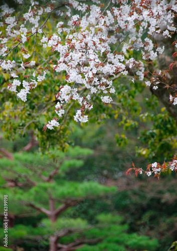 kyoto japan, landmark, beautiful, journey, kyoto, spring, palace, japan, Sakura