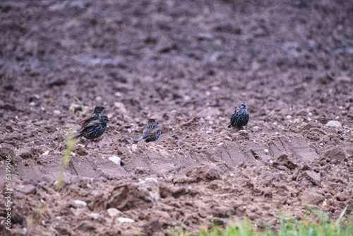starlings looking for food on plowed agricultural field