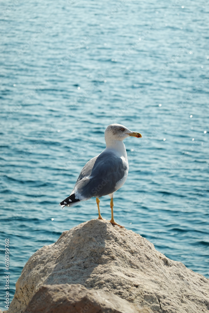 A seagull in Nice, the French Riviera