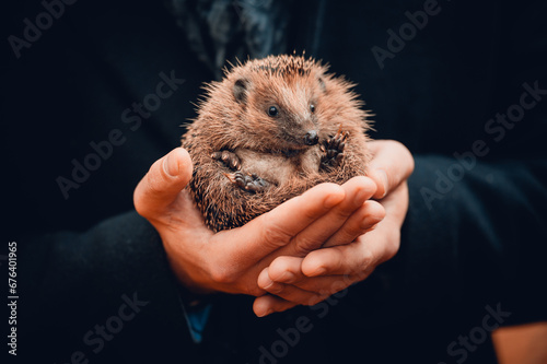 Jeż trzymany w dłoni photo
