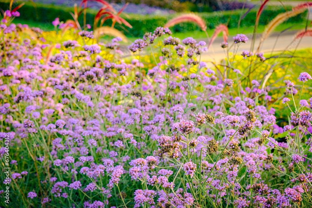 Obraz premium Floral landscaping design in city park. Blossoming colorful flowers, green hedge and lawn in summer. Modern mixed flower bed in sunny day. Beautiful natural landscape gardening concept