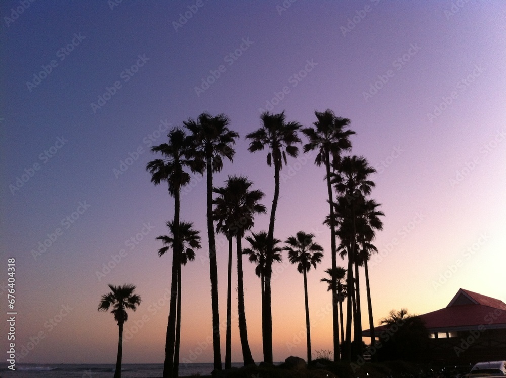 Obraz premium trees at sunset