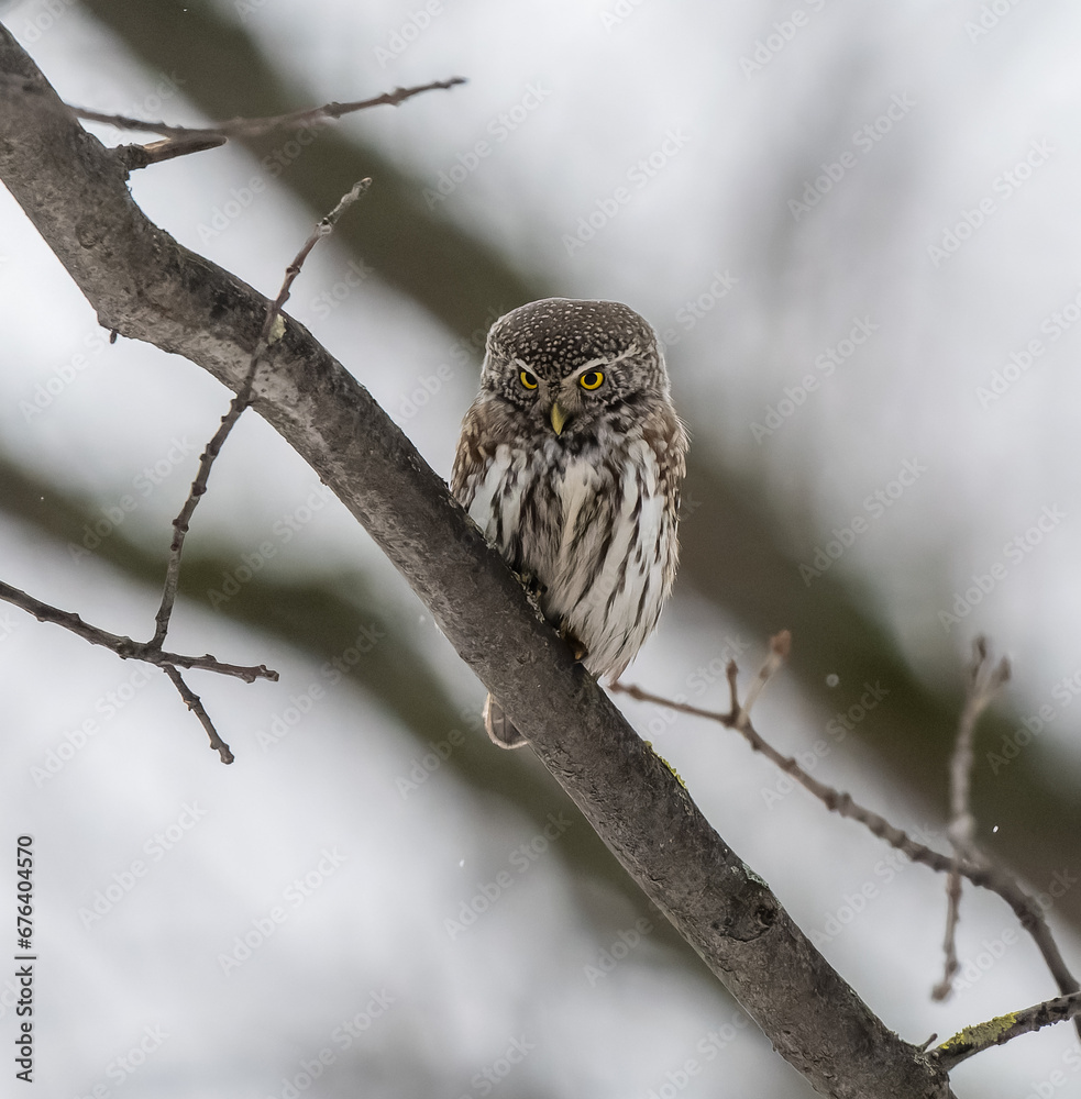 Great owl sitting on a tree branch
