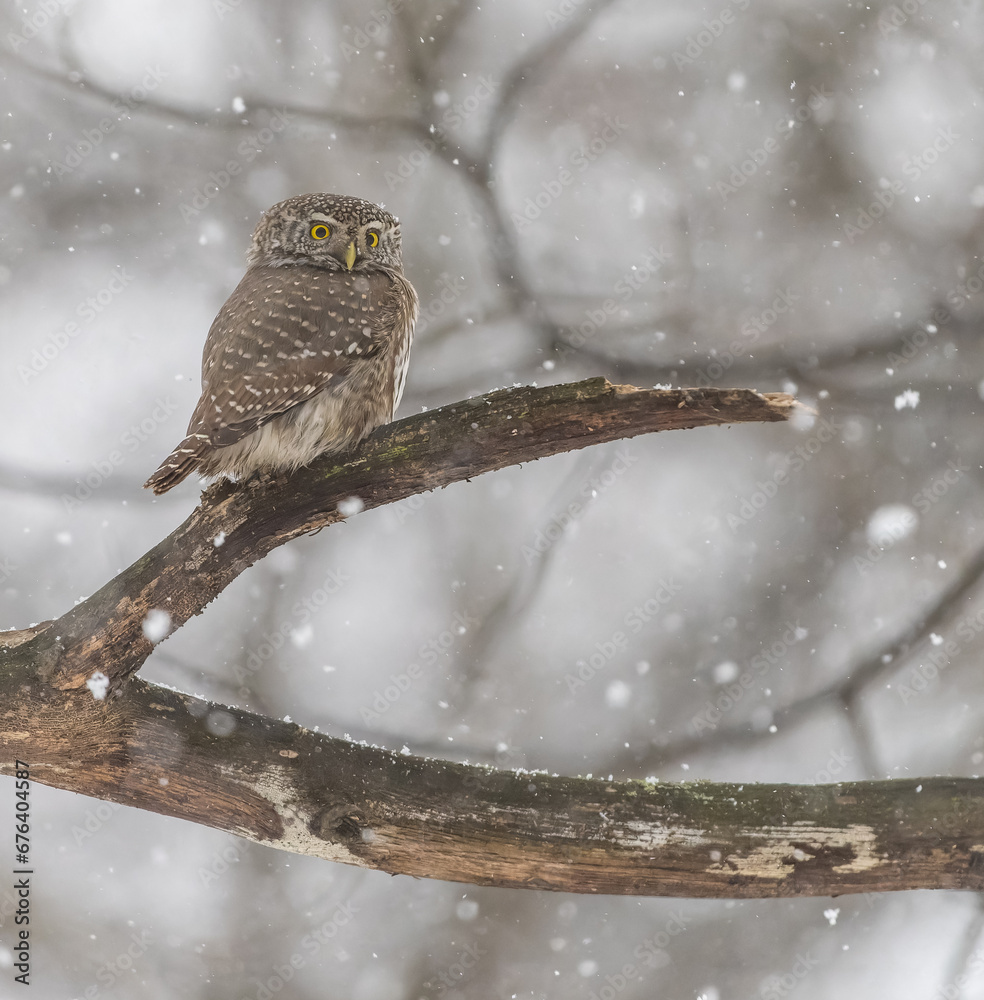 Great owl sitting on a tree branch
