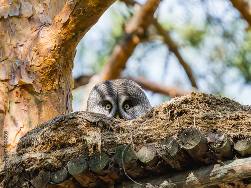 Beautiful Great Gray Owl bird sitting on a tree branch