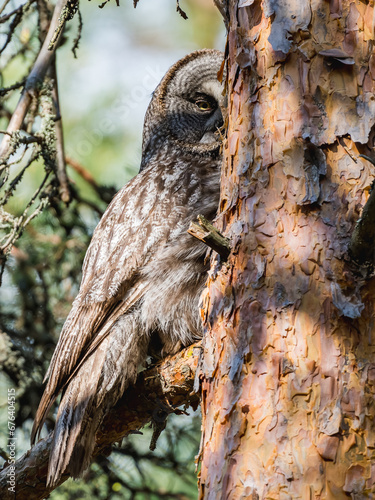 Beautiful Great Gray Owl bird sitting on a tree branch