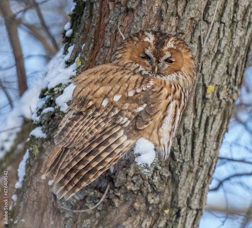 Rufous morph of a tawny owl sitting on a tree branch