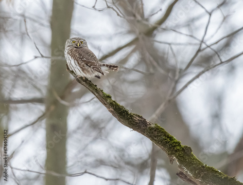 Great owl sitting on a tree branch