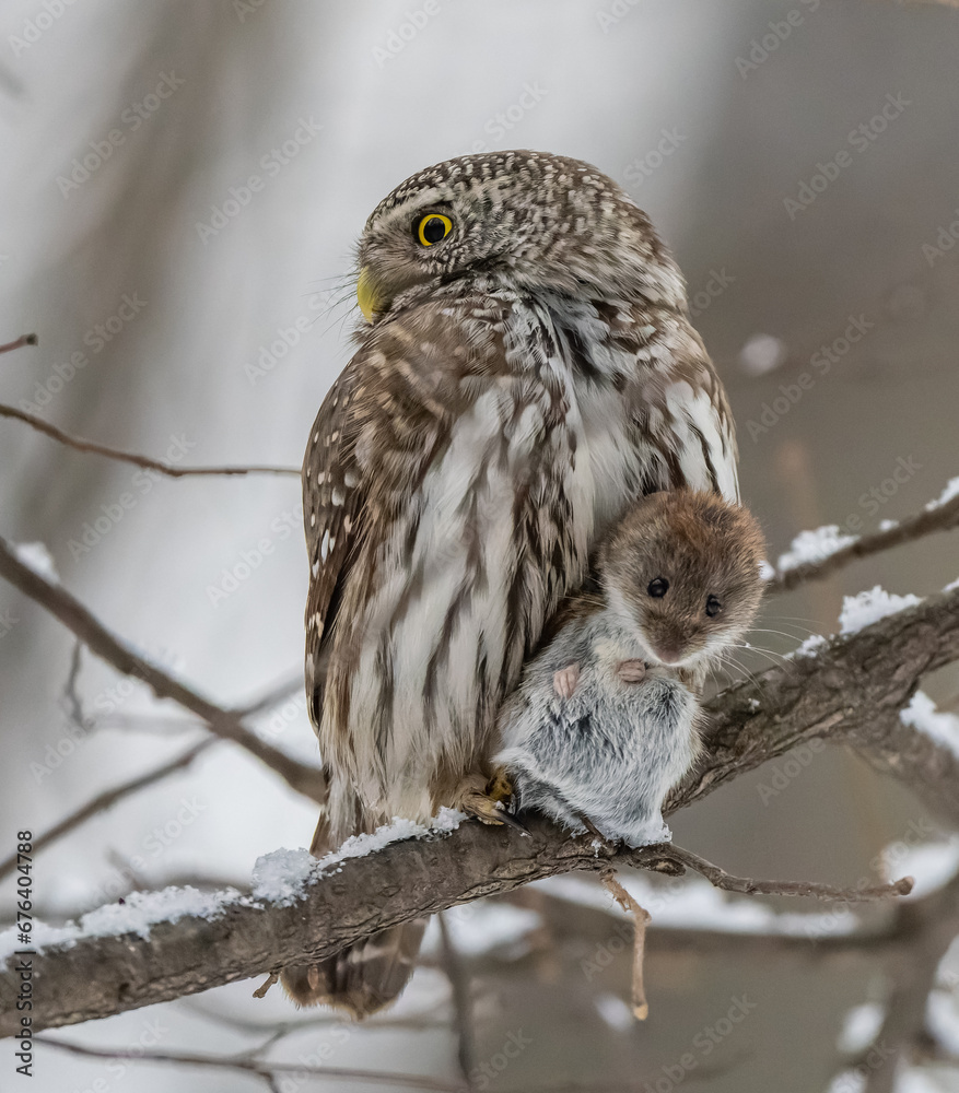 A pygmy owl sits on a tree branch with prey
