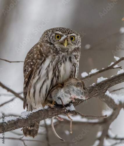 A pygmy owl sits on a tree branch with prey