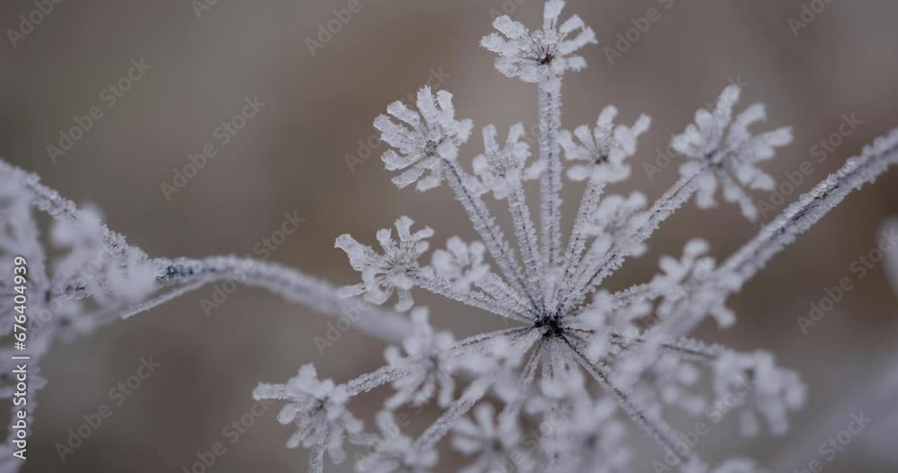 Beautiful closeup of frozen plant in winter Beautiful closeup of frozen plant in winter