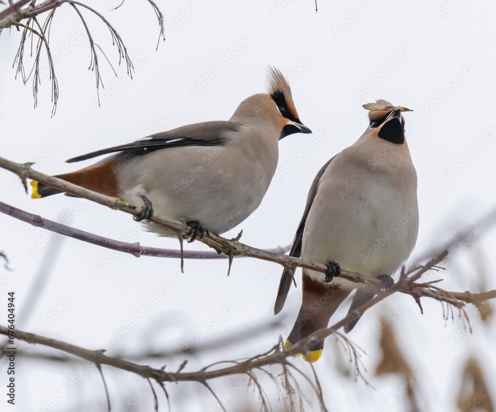 Two waxwings on a tree communicating
