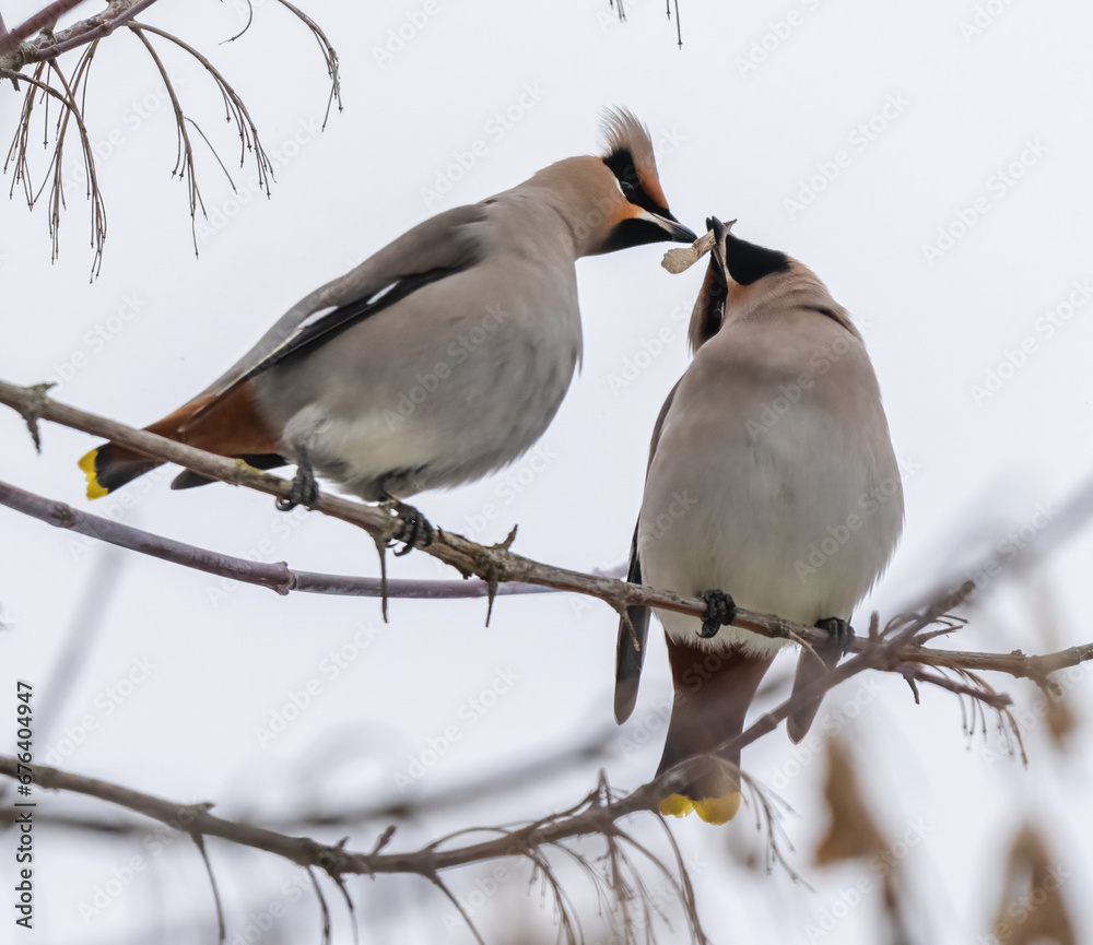 Two waxwings on a tree communicating