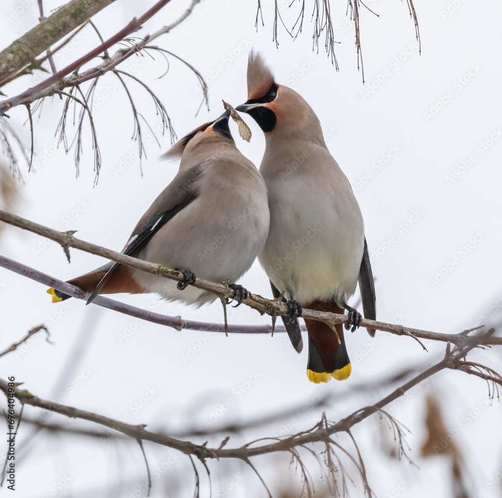 Two waxwings on a tree communicating