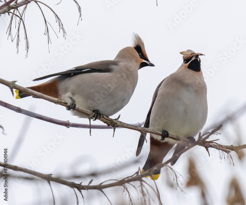 Obraz na płótnie Two waxwings on a tree communicating w salonie