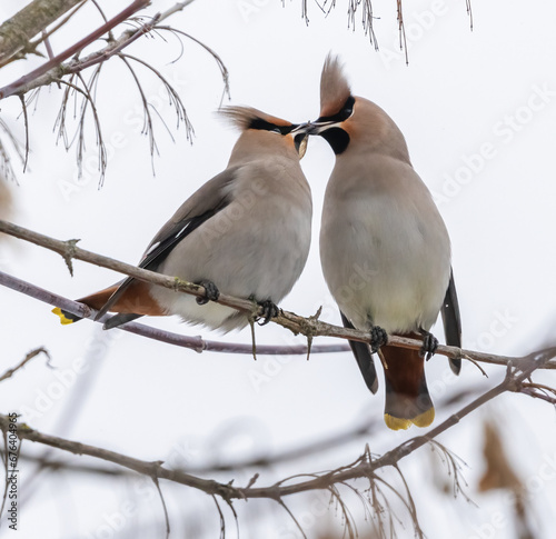 Two waxwings on a tree communicating