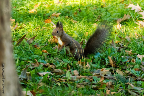 cute young squirrel portrait at park  wildlife