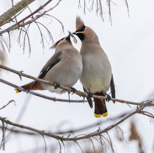 Two waxwings on a tree communicating